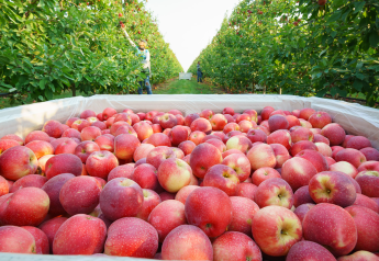 Washington's apple crop rebounds, giving retailers promotion opportunities aplenty
