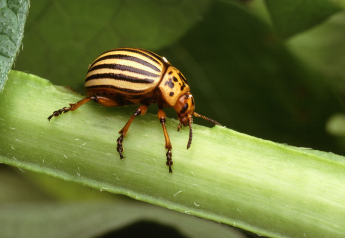 EPA approves biocontrol that targets Colorado potato beetle