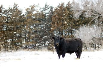 Winter Weather Challenges for Bulls Can Affect Breeding Season