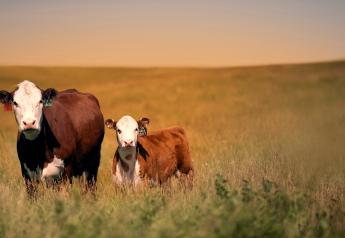 Effective Parasite Management in Beef Calves