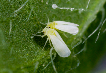 University of Georgia gets $4M to combat silverleaf whitefly
