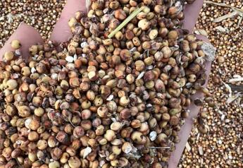 Hemp Seed Livestock Meal Receives Green Lights On Way to Federal Approval