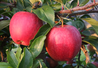 Following another large crop, Michigan apple experts offer insight for retailers
