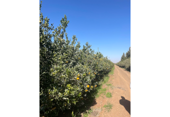Salix Fruits strengthens partnerships in the Moroccan citrus industry