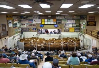 Hereford Influence Sells Strong in South Dakota
