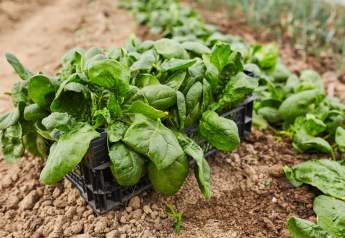 Texas A&M works to develop disease-resistant spinach