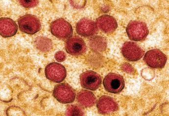 New Study Examines How African Swine Fever Virus Replicates