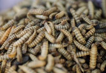 London Insect Farm Hatches Plan for Greener Way to Feed Animals