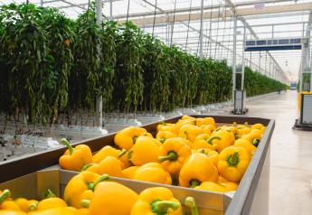 CEA growers talk opportunities, challenges for 2024