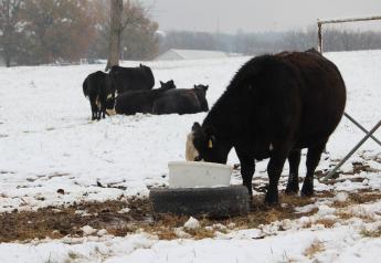 Trace Mineral Verification Program Supports Optimal Cattle Performance 