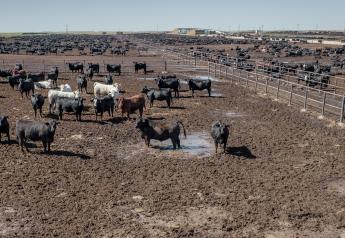 Tips for Dealing with Wet, Muddy Feedlot Conditions