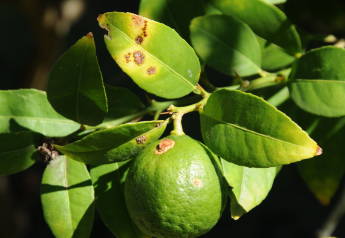 Citrus canker quarantine expanded in Texas
