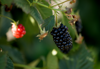 University of Arkansas releases late-season blackberry