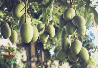 2024 Mexican mango season underway for Urapa Produce