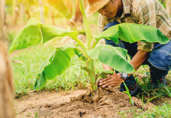 Forum to explore sustainability in global banana supply chain