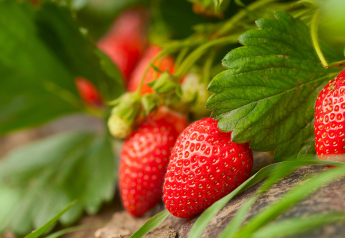 Strong Southern California strawberry deal expected