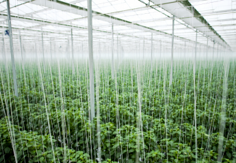 Ontario greenhouse industry faces challenges amid growth potential
