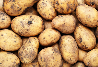 New National Potato Council report shows $1B export potential