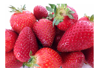 Researchers tout new Lumina strawberry variety