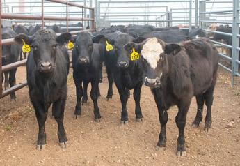 Markets: Cash Cattle Markets Nearing Historic Highs