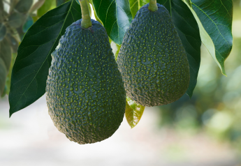 Index Fresh expects consistent crop, size for California avocados
