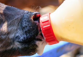 Fat Sources: The New Focus in Milk Replacers