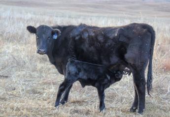 Chasing the Elusive Second Calf