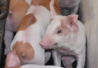It’s Time to Unravel How Multiple Swine Pathogens Interact in the Pig
