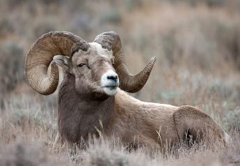 Montana Man Pleads Guilty in Scheme to Develop Giant Hybrid Sheep for Captive Hunting