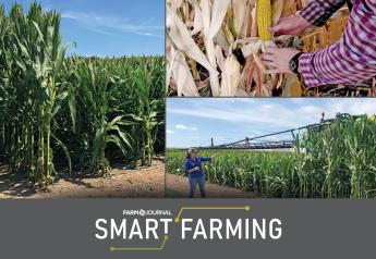 Tall Order for Short Corn: The Latest On Short-Stature Hybrids