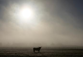 Livestock Respiratory Issues Expected Following Texas Wildfires