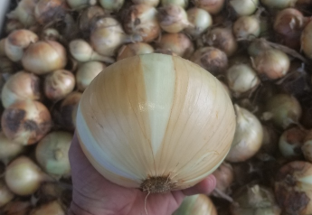 Strong Texas onion crop expected