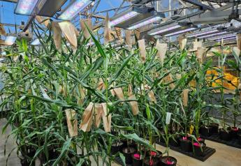 New Technology To Increase Carbon And Sunlight Capture In Corn