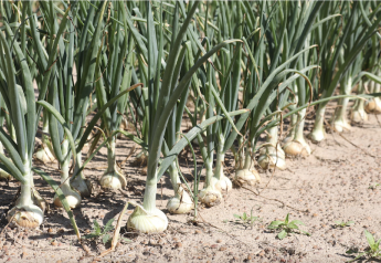 G&R Farms anticipates strong Vidalia onion season