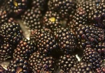University of Florida researchers look for even better blackberries