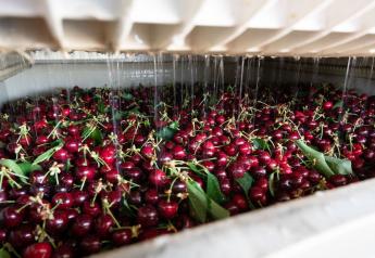 Stemilt Growers expects promotable California cherry volume for Memorial Day ads
