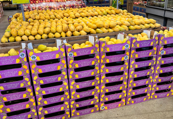 Ciruli Bros. anticipates good mango supply for promotions