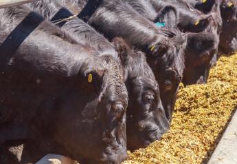 Researchers Zero in on Liver Abscesses for Beef-on-Dairy