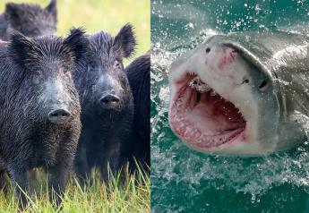 Hogzilla or Jaws? Wild Pigs Kill More People Than Sharks, Shocking Research Reveals