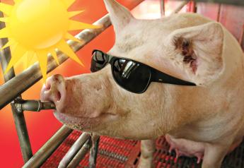 Hot Weather, Cool Strategies: 5 Tips for Feeding Lactating Sows in the Summer