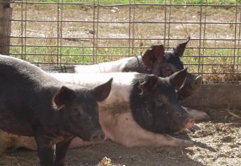 Small Swine Farm Management: Tips to Keep Your Herd Healthy This Spring