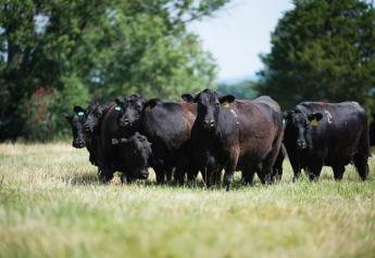 Remove the Guesswork From Choosing the Best Fly Control for Cattle