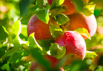 Stemilt says latest Nielsen data shows opportunity for fuji apples