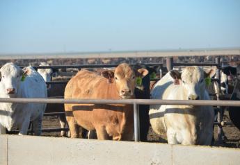 Markets: Fed Cattle Lower; Market Cows Ignore HPAI News