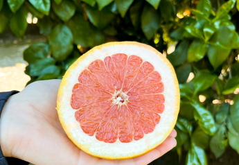 Bee Sweet Citrus adds star ruby grapefruit to spring citrus line