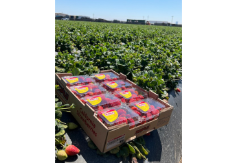 Warmer weather spurs strawberry volumes for Bobalu Berries