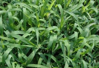 Crabgrass: A Weed Can Be a Forage