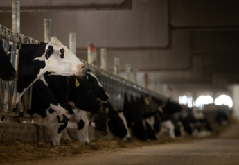 Seven Proven Methods to Prevent Mastitis and Boost Milk Yield  