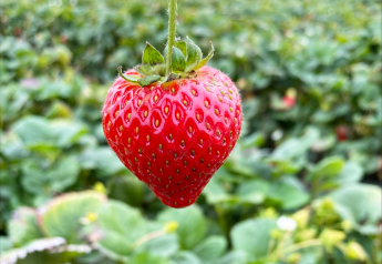 What California grower-shippers expect for strawberry season