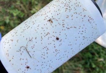 Asian Longhorned Tick Now Found in 19 States